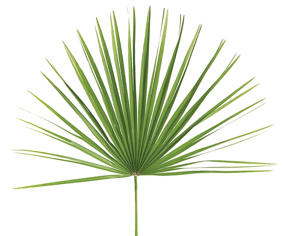 Palmedo Palm