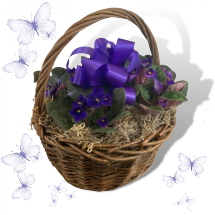 Basket of Violets