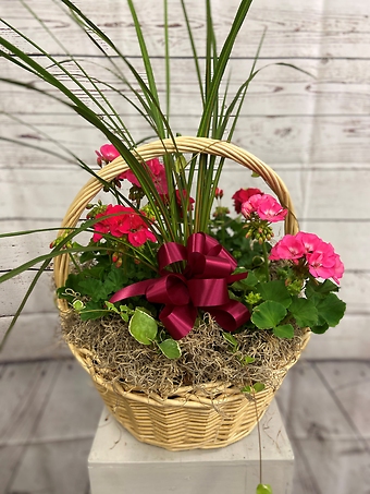 Geranium planter