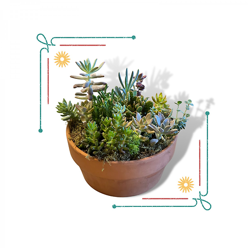 Succulent Garden
