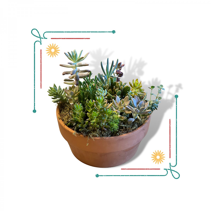 Succulent Garden