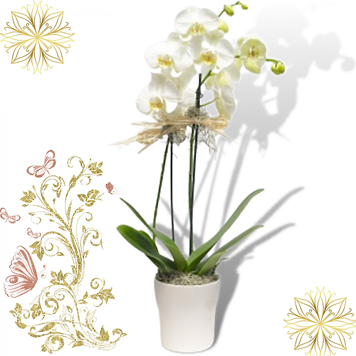 White Orchid