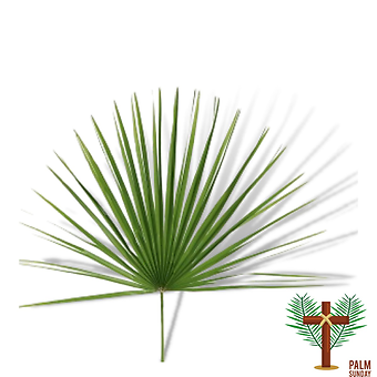Palmedo Palm