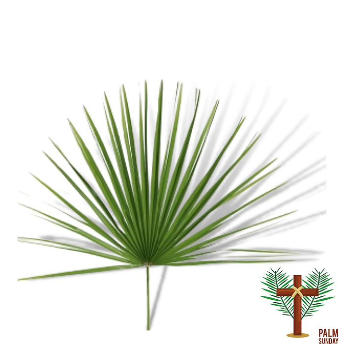 Palmedo Palm