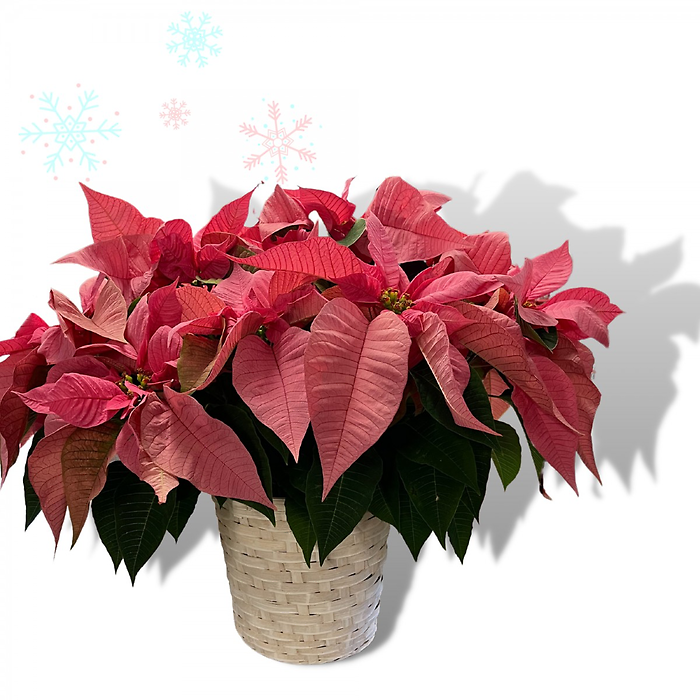 Pink Poinsettia