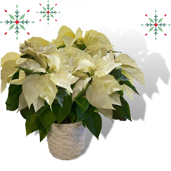 White Poinsettia