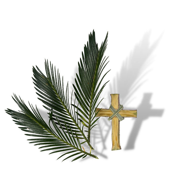 Robellini Palm Bunches