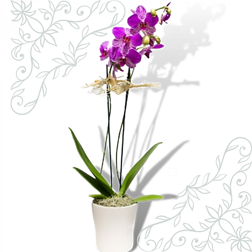Purple Orchid