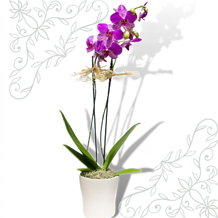 Purple Orchid