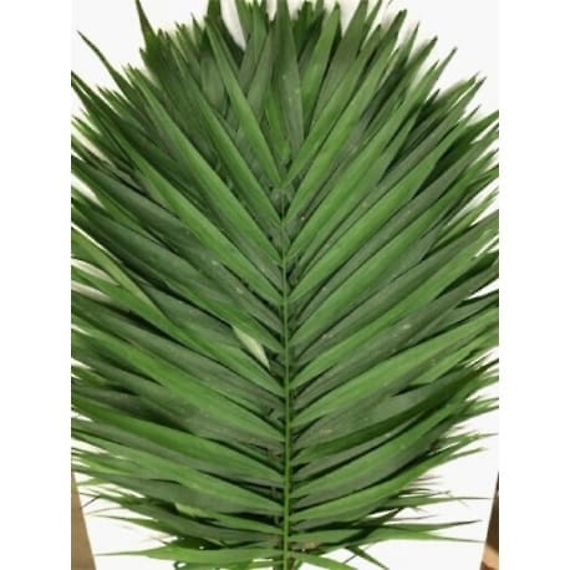 6&quot;-8&quot; Chico Palm
