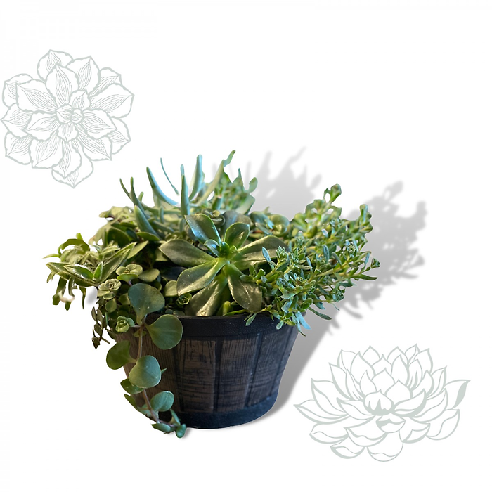 Sweet Succulents