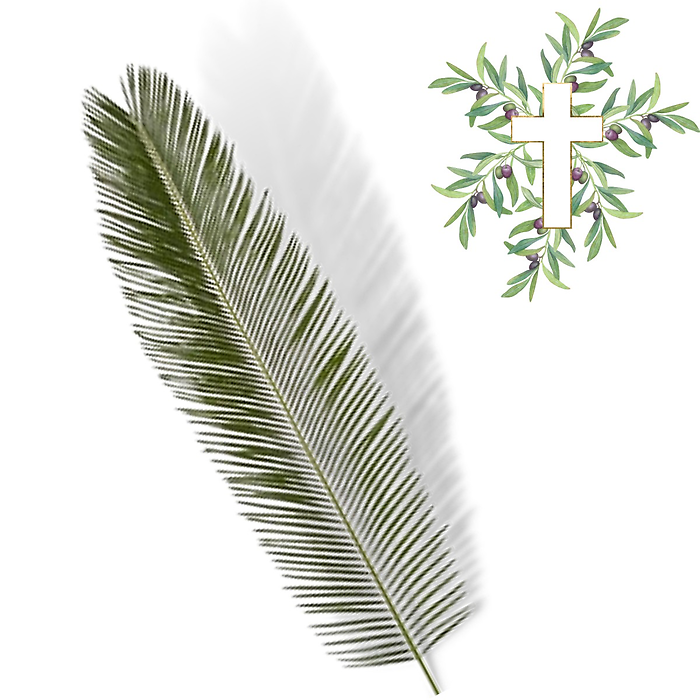 24-36" Sago Palm