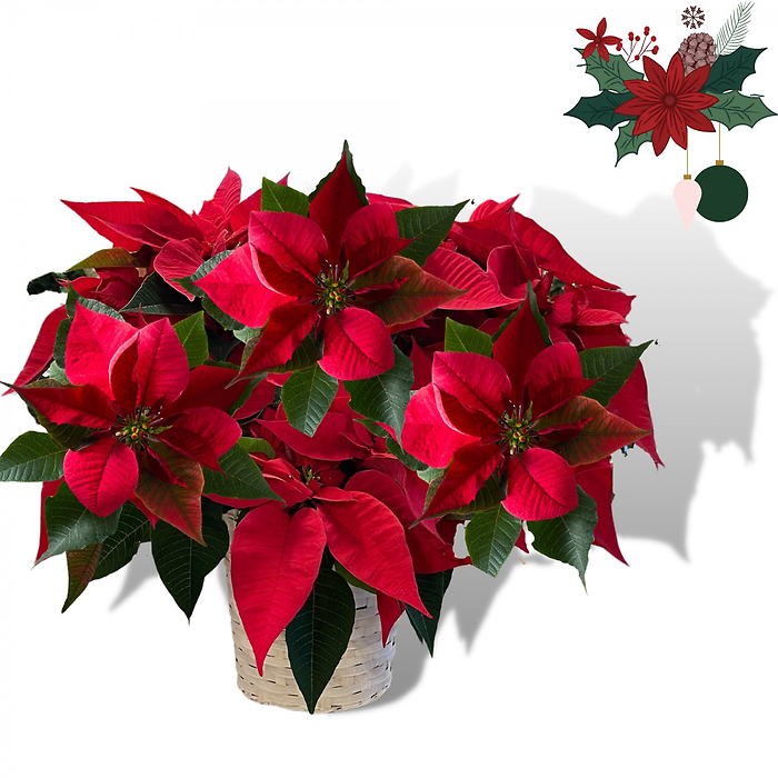 Red Poinsettia