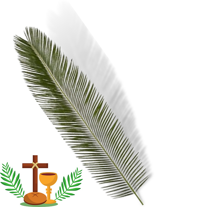 Spiky Sago Palm 18\"-24\"