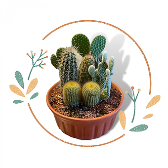 Little Cactus Garden