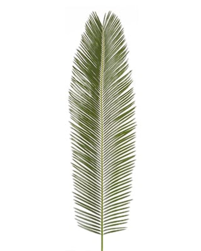 18"-24" Sago Palm