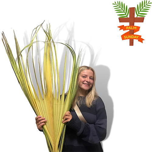 Pre-Stripped Palms