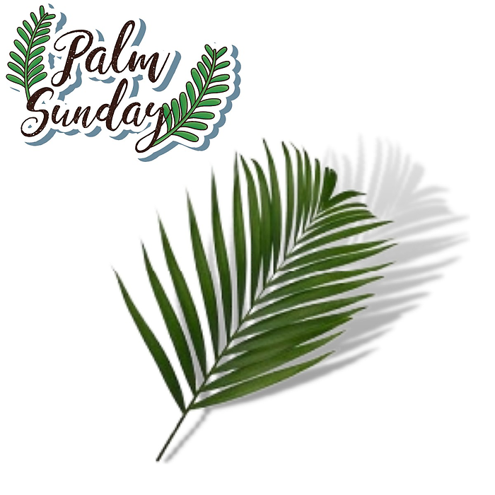 6"-8" Tee Pee Palm