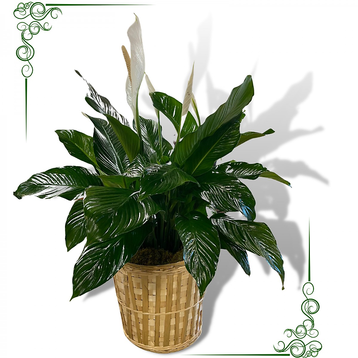 Simple and Elegant Spathiphyllum