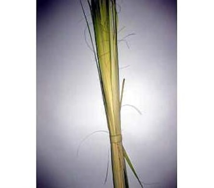 50 Pre Stripped Palm Buds